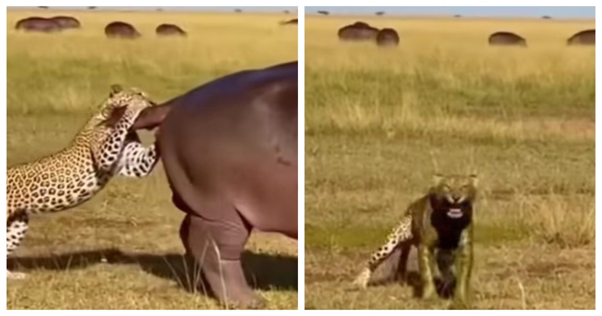 leopard-rhino-funny-wildlife-video-goes-viral