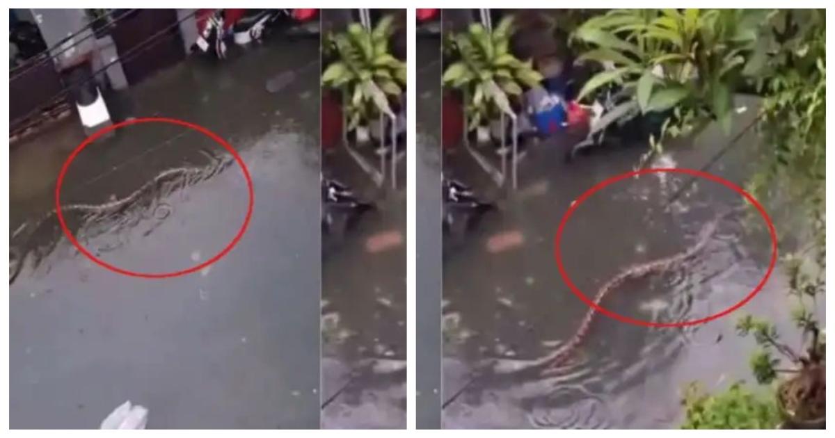 bali-flood-giant-python-viral-video
