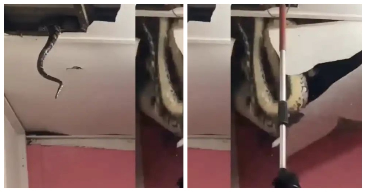 Malaysia-python-roof-collapse-viral-video