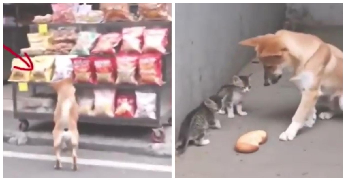 street-dog-feeds-kittens-viral-video