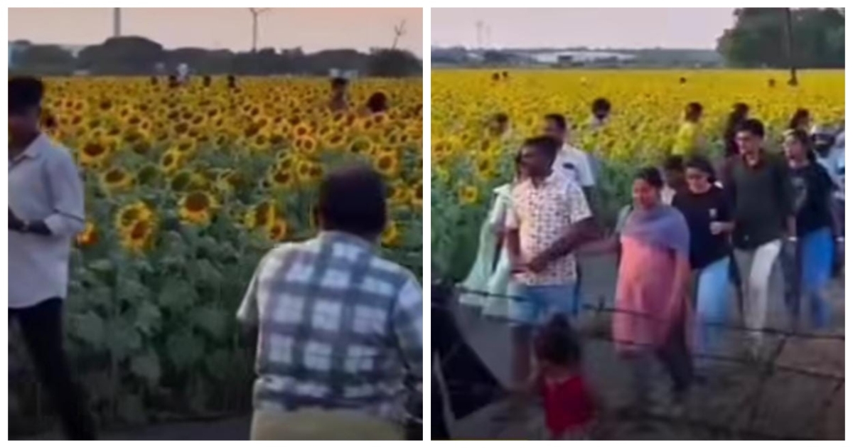 sunflower-field-damaged-by-reels-creators-video-viral