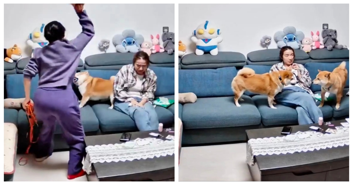china-pet-dog-bites-owner-daughter-viral-video