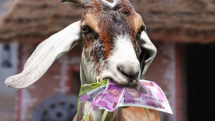 goat-ate-20k-euro-of-serbian-farmer