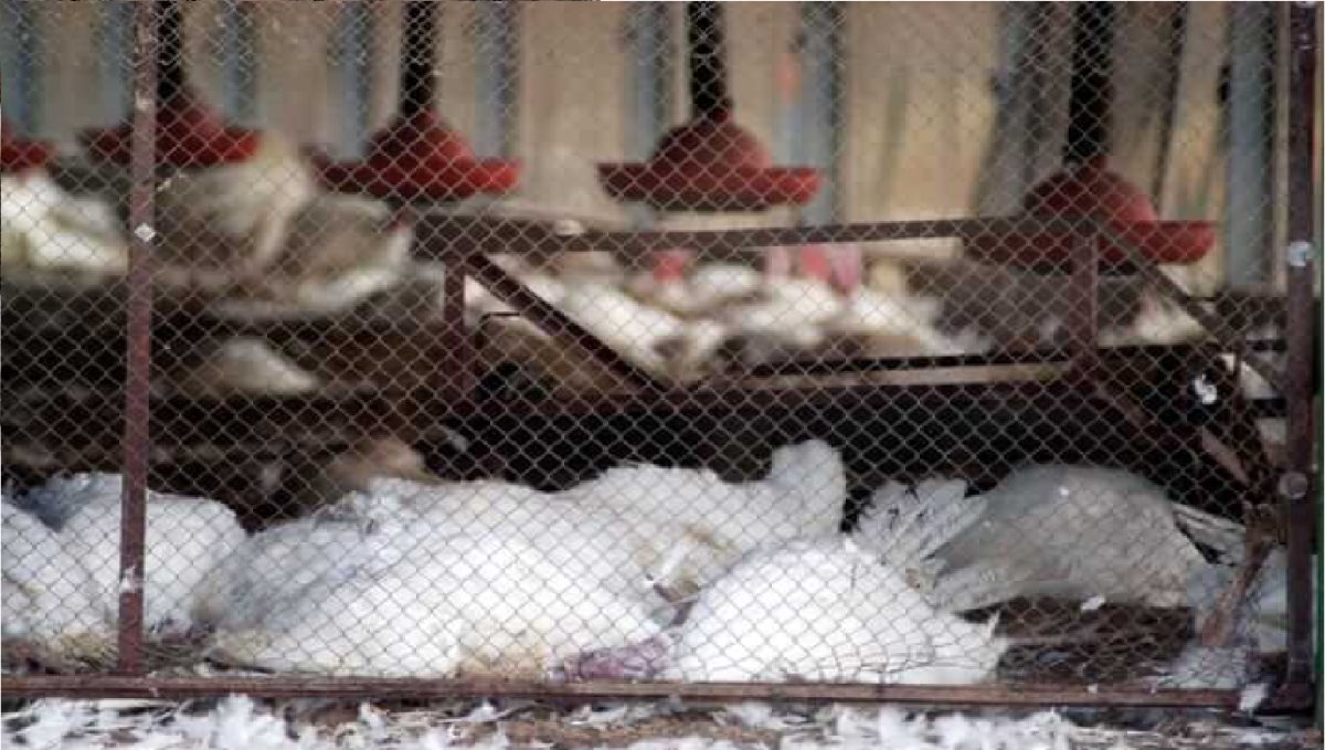 Maharashtra Thane Bird Flu Infection District Administration Order Kill 25 Thousand Chicken in Farms 