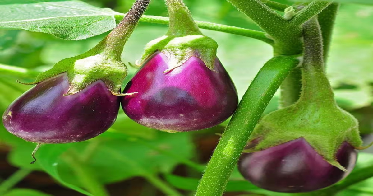 Brinjal Benefits From Skin Protection to Strong Bones Why You Should Eat Eggplant