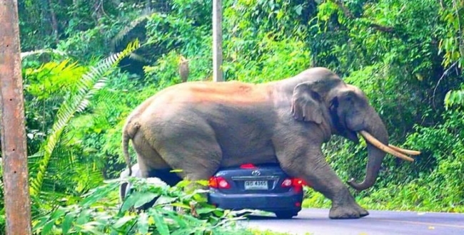 elephant sat on car video viral