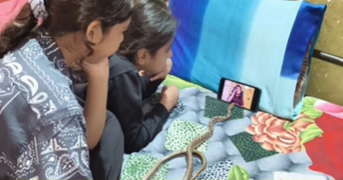 snake-watches-taarak-mehta-video-viral