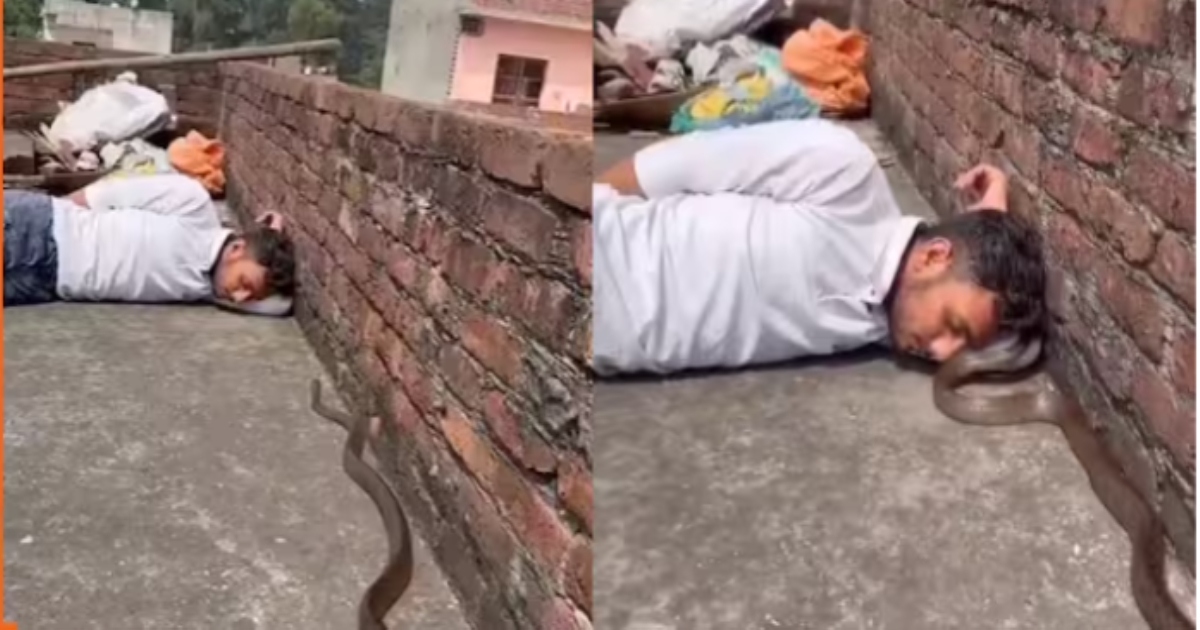 snake-on-terrace-viral-video