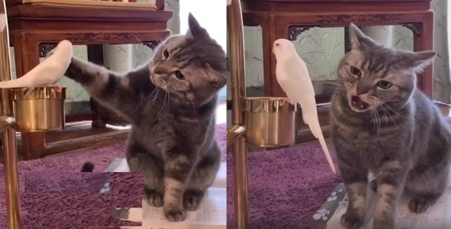 Cat playing with parrot video goes viral