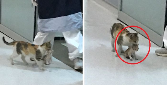 Cat carries her sick kitten to a hospital in Turkey