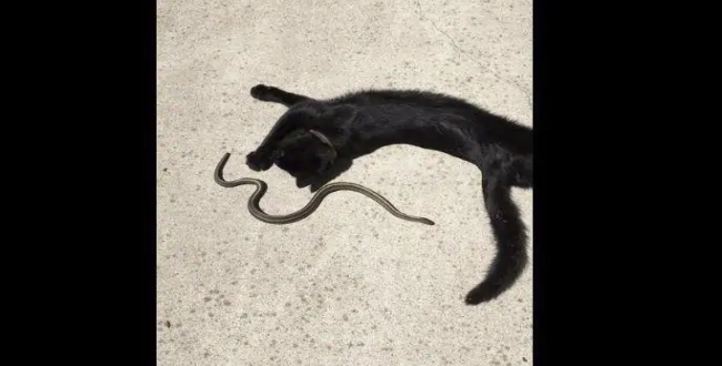 This unlikely black cat and snake friendship will make you do a double-take