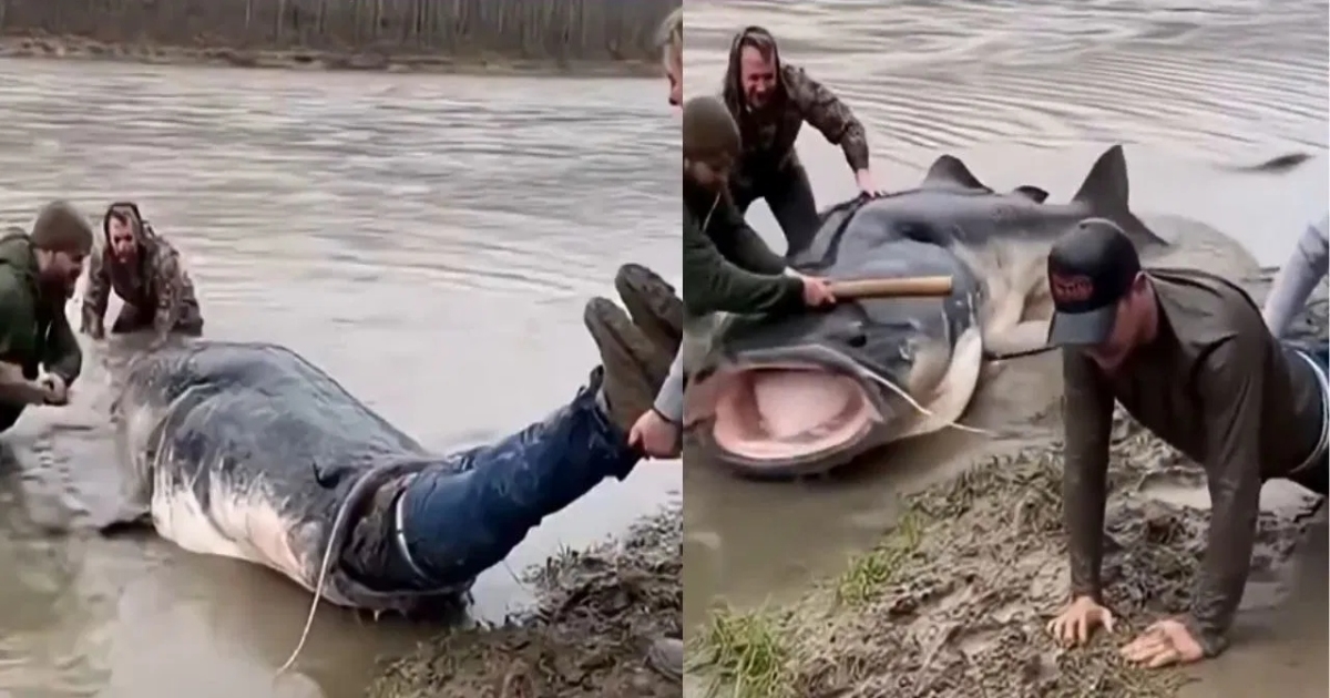 giant-catfish-ai-attack-video-viral
