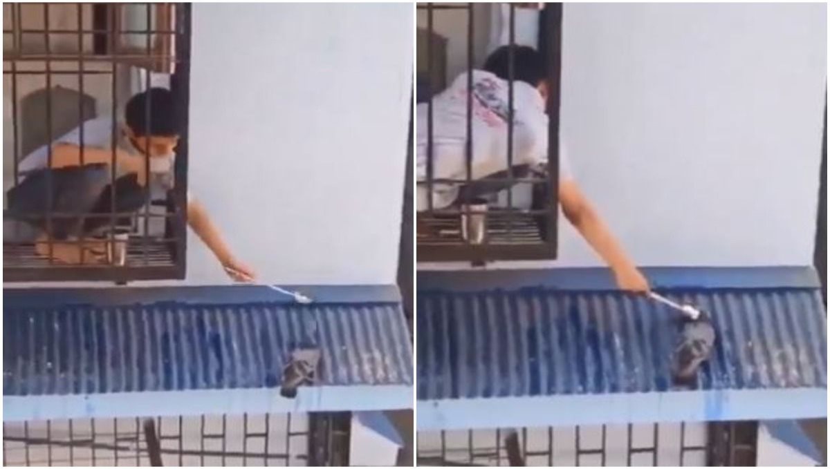 Small boy helps pigeon to drink water viral video 