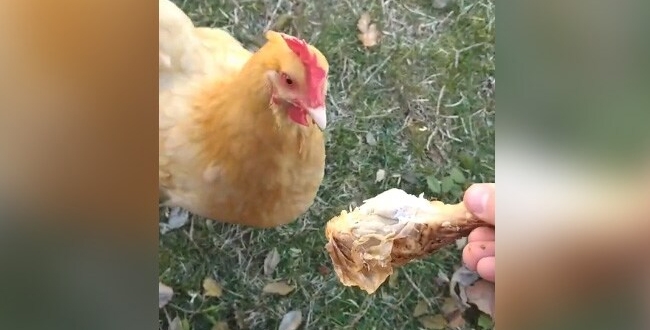 viral-video-chicken-eat-chicken-leg-peace