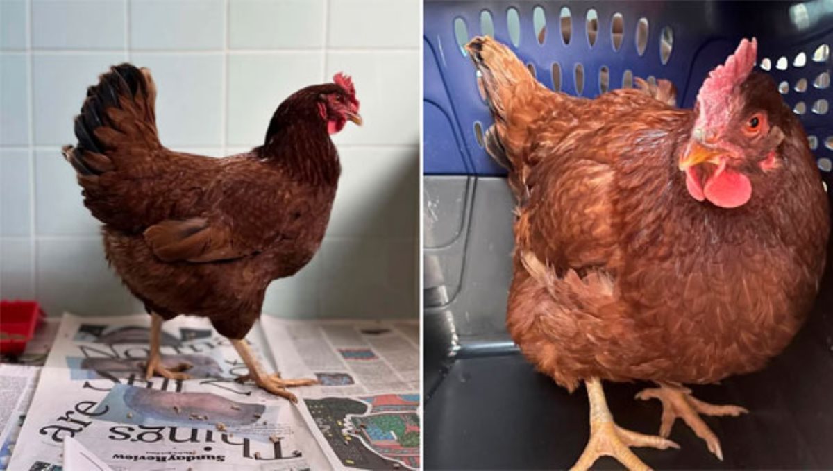 US Army Headquarters Pentagon Check Point Officers Captured Chicken 