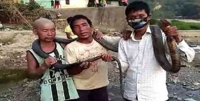 Arunachal Hunters Kill King Cobra For Feast