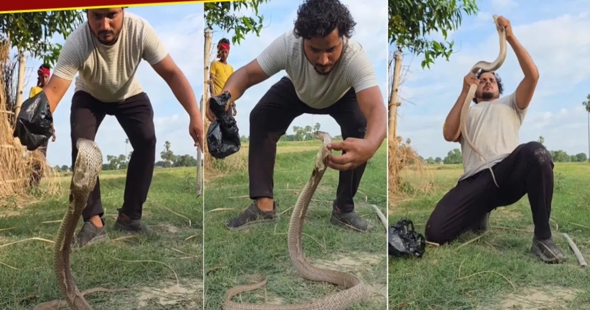 cobra-snake-catcher-viral-video
