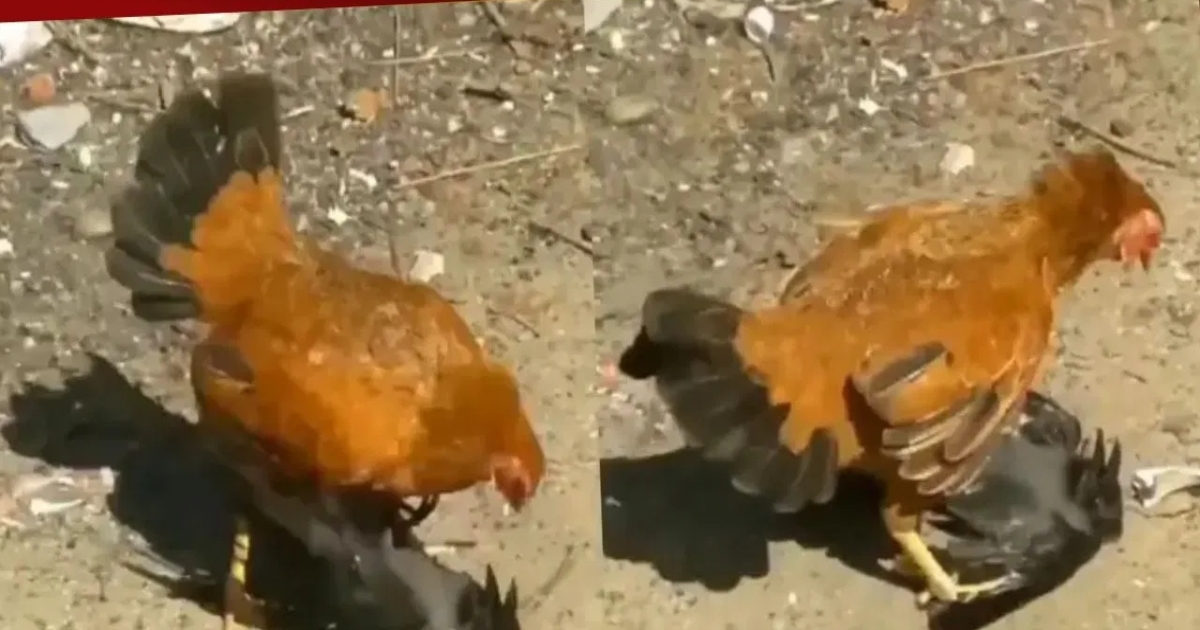 hen-attacks-crow-video-viral