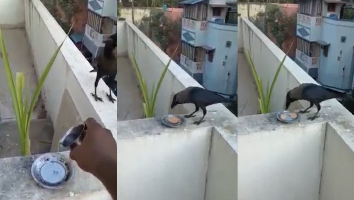 a Cock Eats Biscuit Dump with Water Video Goes Viral on Social Media  