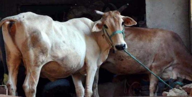 man-sex-abuse-with-cow