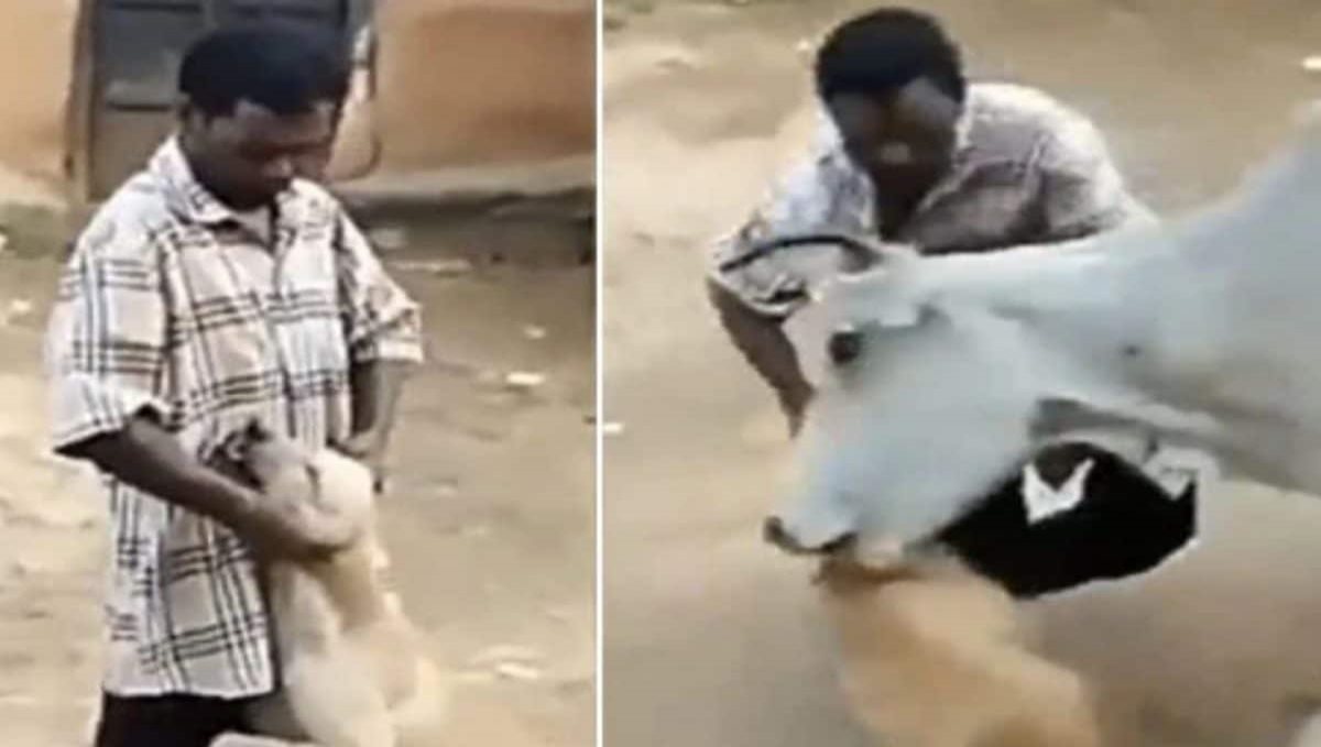 Cow save a dog from man viral video