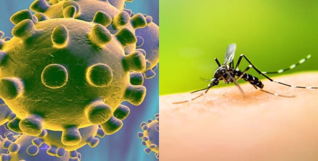 mosquito-can-not-spread-corono-virus