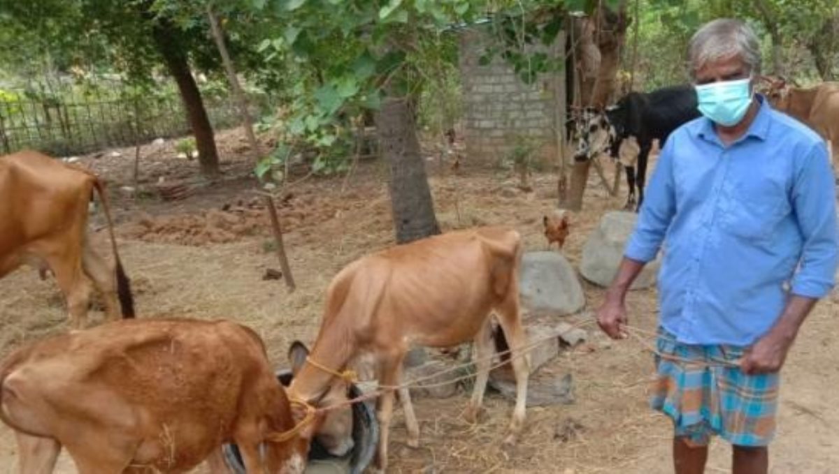 man gave money to corono refund by sells calves which foster for son education