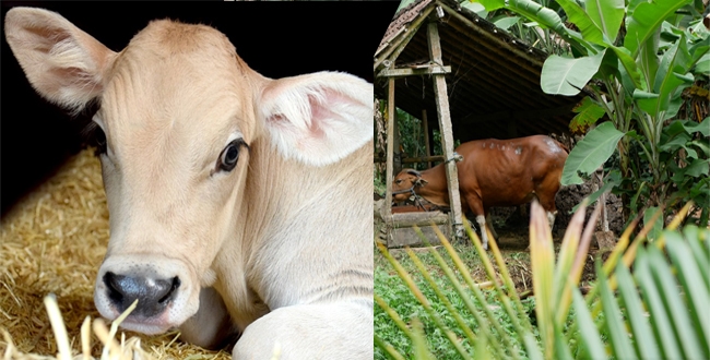 30-years-man-had-relationship-with-cow-cub