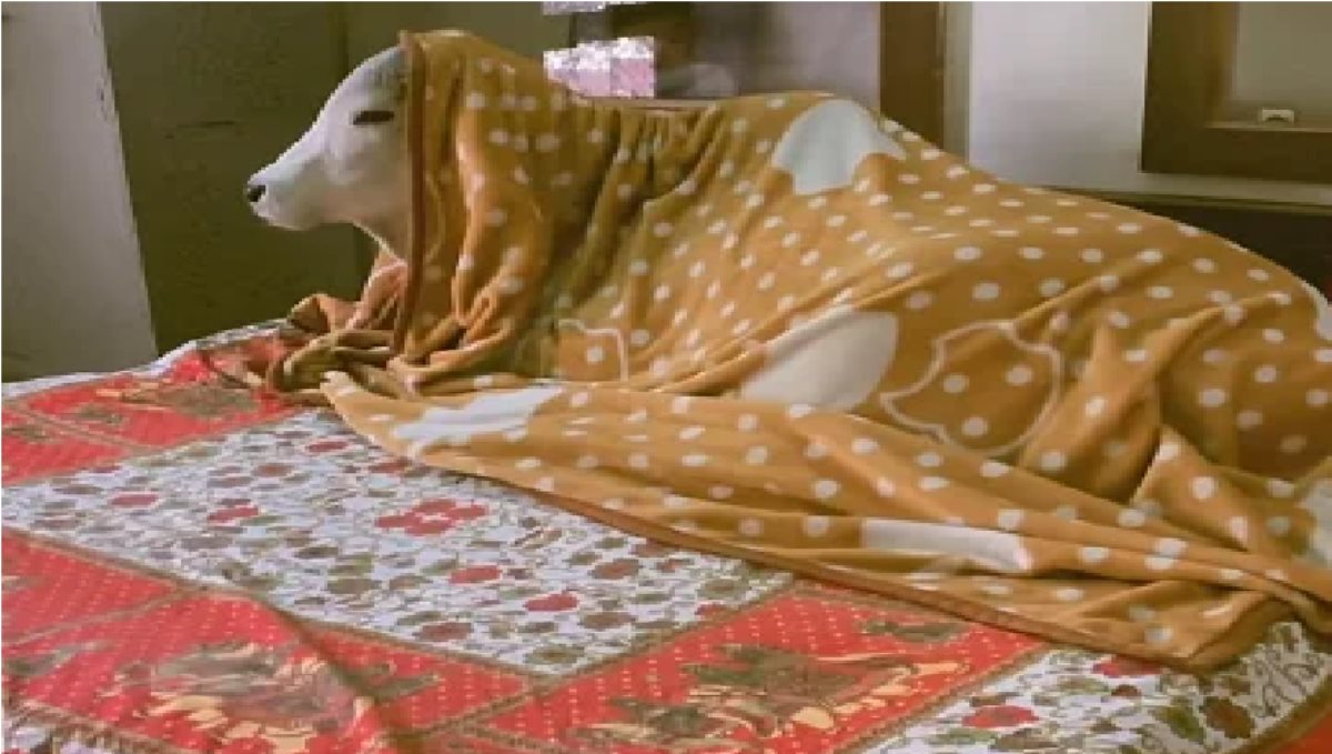 a Rajasthan Jodhpur Cow Gets Millinore Likes form Instagram 