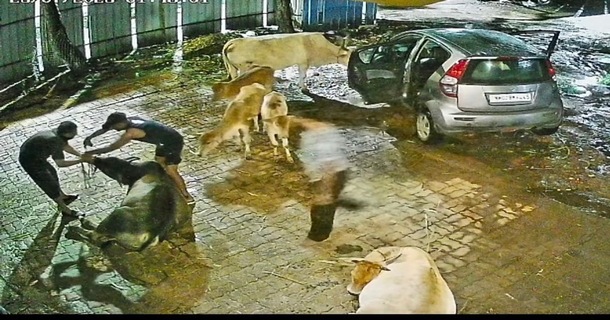 Mysterious Men Kidnap Cow in Car CCTV Footage Goes Viral in Pune