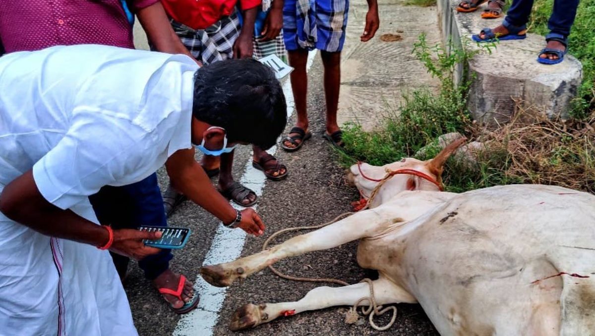 cow died in accident