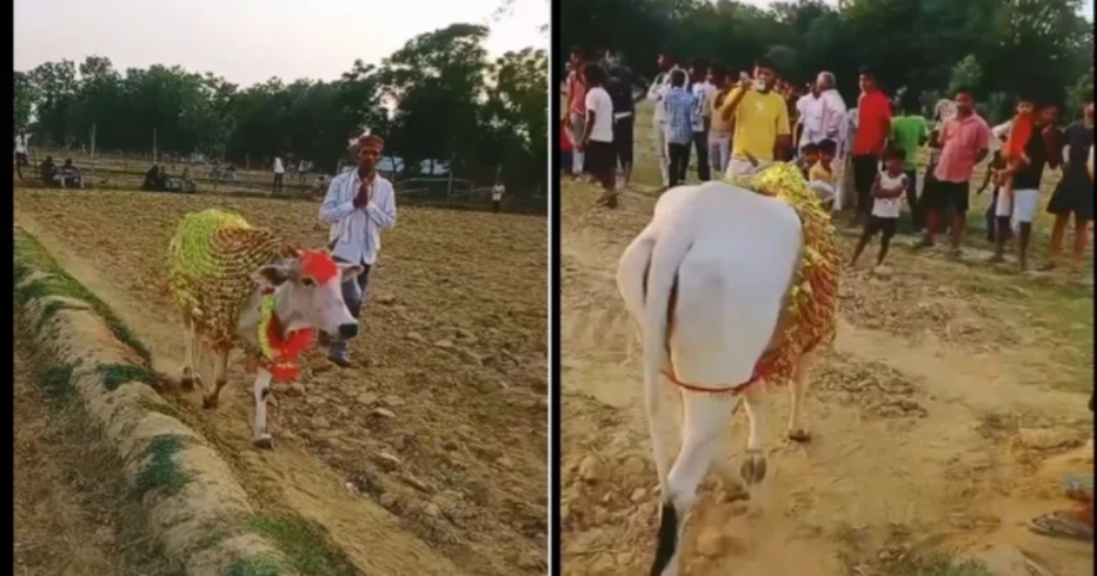 cow-circling-field-shravasti-neurological-disorder