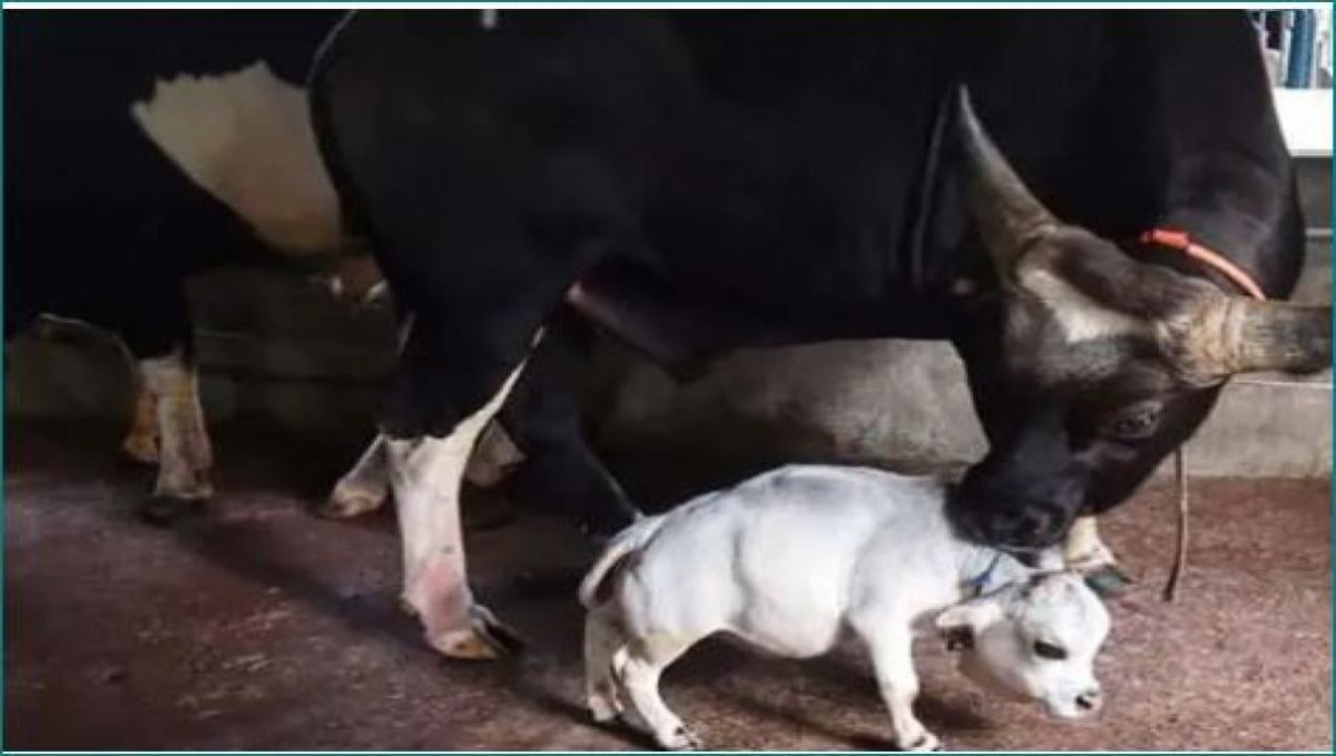 World smallest cow Rani viral video