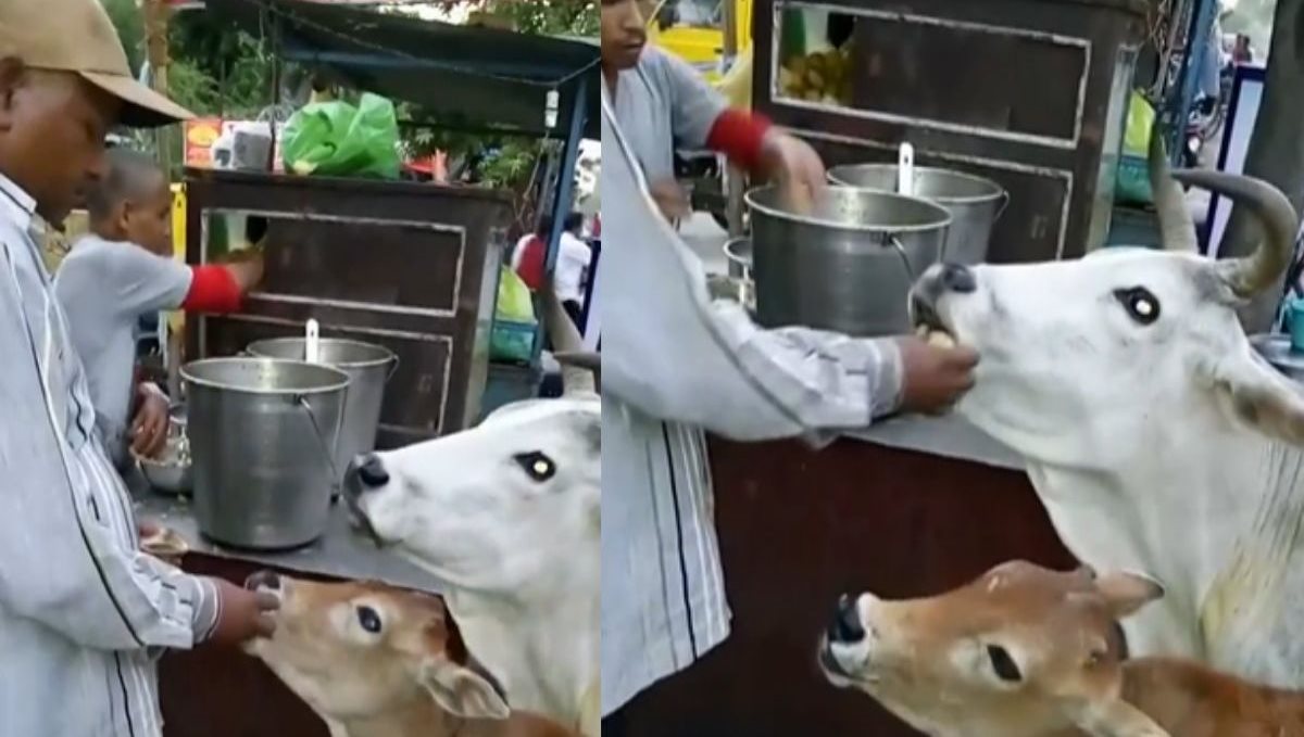 Cow earing paani poori viral video