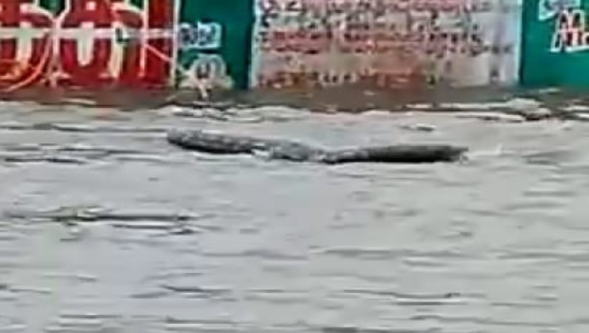 Video of the crocodile spreading in kooduvancheri