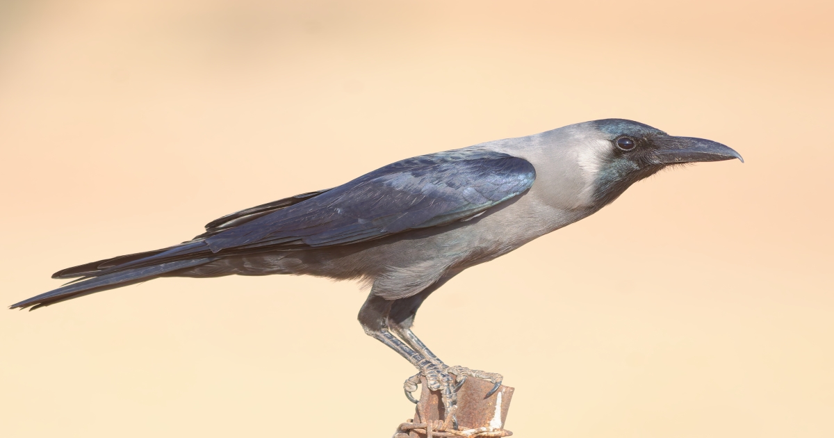 crow-visiting-your-home-heres-what-it-could-mean-in-hin