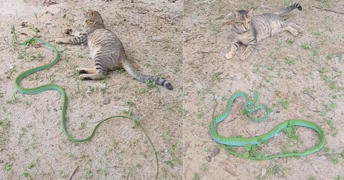 cat-vs-snake-video-viral