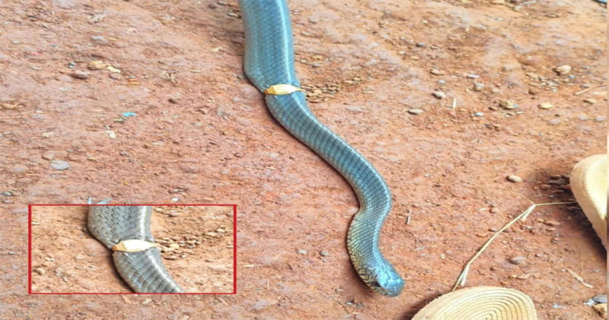 kerala-kasaragod-snake-ring-incident