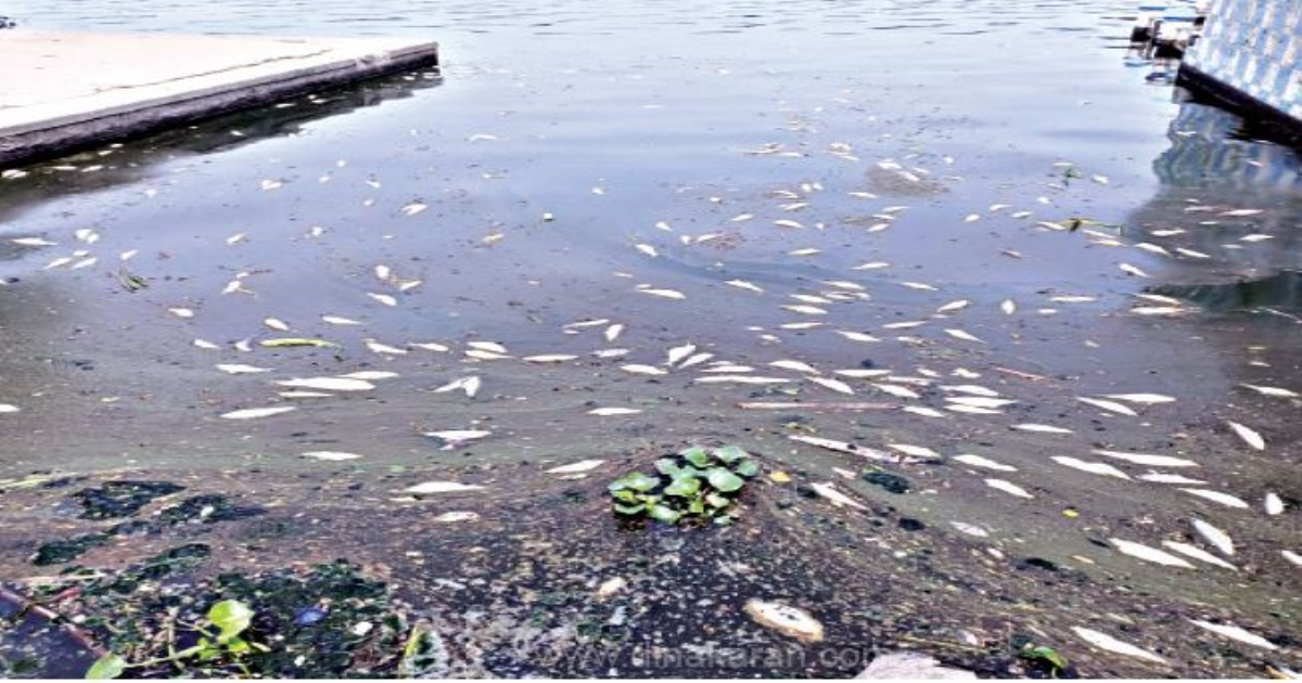 fishes died in Cauvery river 