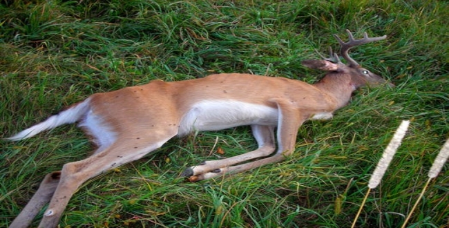 plastic-found-in-dead-deer-in-japan-park