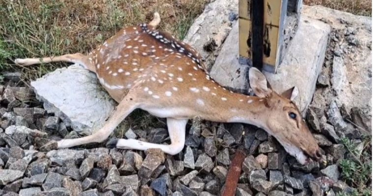 deer died in railway track