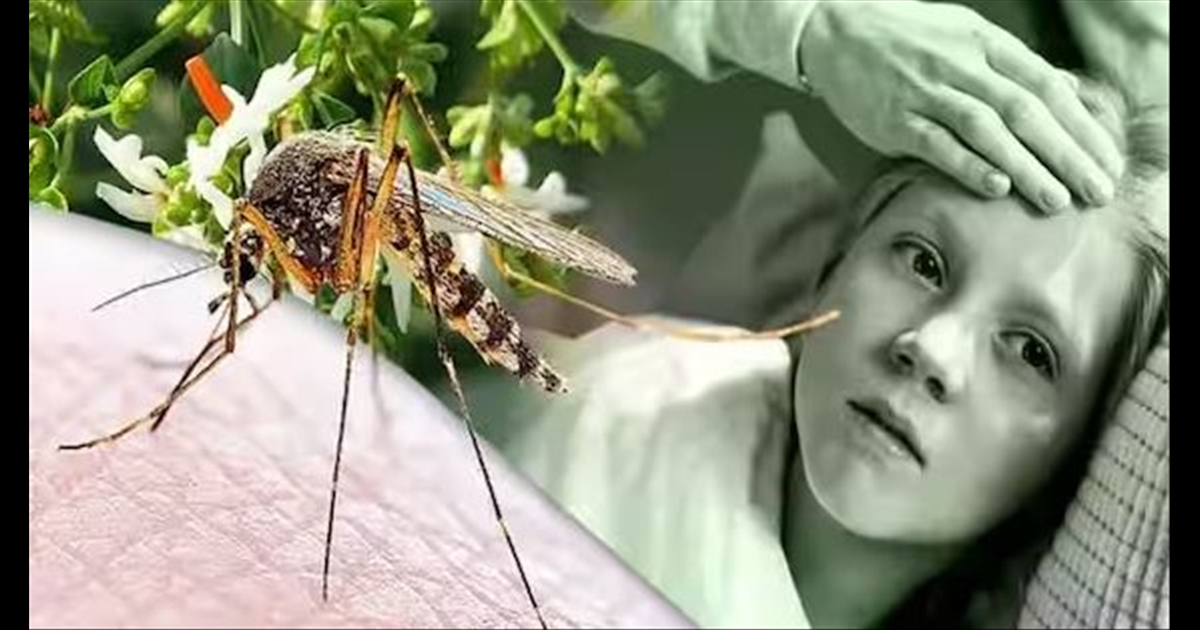 dengue-fever-outbreak-reverberates-mosquito-eradication