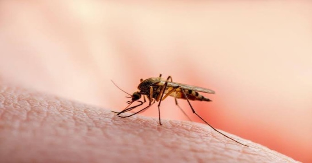 Dengue Fever Cases Rise Among Children in Chengalpattu, Tamil Nadu: Parents Urge Immediate Prevention Measures