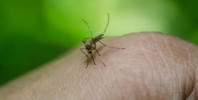 dengue fever spreading in chennai