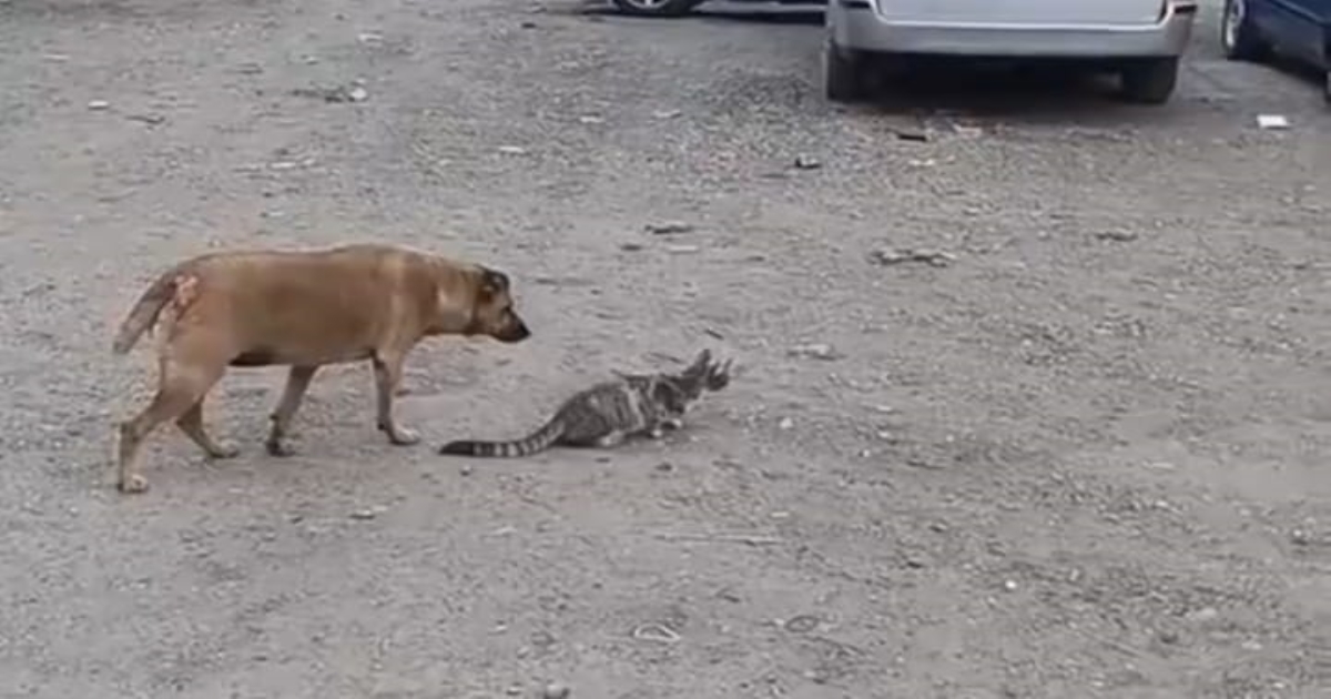 dog-cat-funny-viral-video