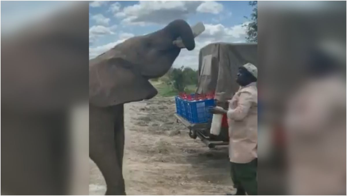 Elephant drinks milk from bottle all by himself