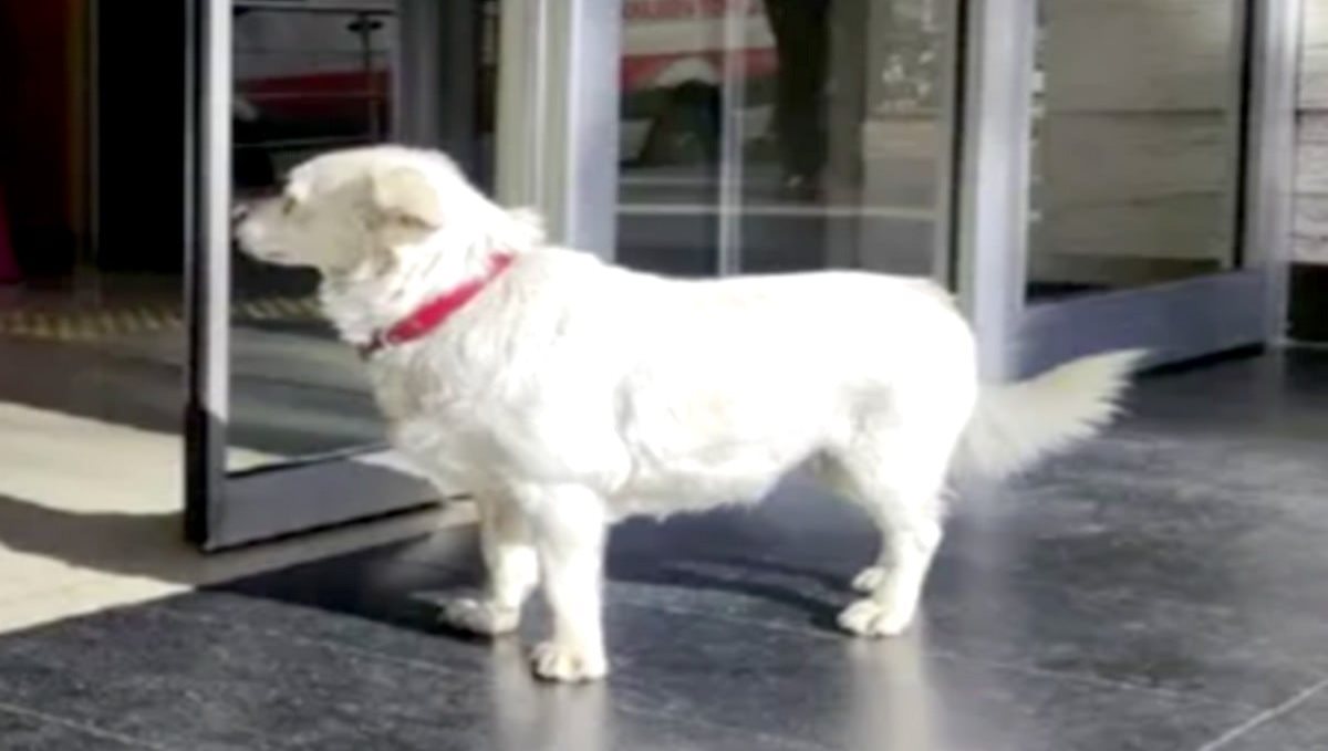 Dog waited at hospital 6 days for its owner