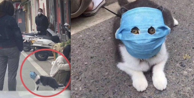 china-dogs-and-cats-walk-with-face-mask