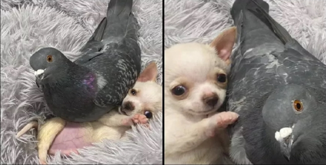 Pigeon and dog are friend video goes viral
