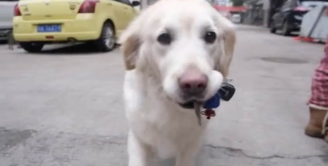 Golden retriever delivers meals to master serving in Wuhan